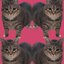 Oiiaoiia Cat