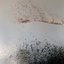 disintegrate