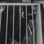 No Teeth - Single