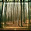 Forest of Memories