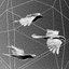 Doves