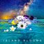 Island Blooms - Single