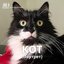 КОТ (Портрет)