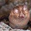 Blind As A Bat
