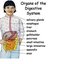 organs. jpg