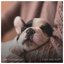 Calm Dog Sleep - EP