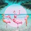 Flamingo - EP