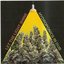 Let the Light Shine: Hydroponics in Dub