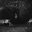 Twenty Deer