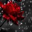 XIALL RAIN