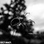 Crawler Ep