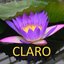CLARO: Ferdi's Secret Hits