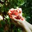 Persephone