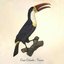 Toucan - Single