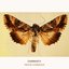 Gammafly