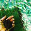 Fertilizer