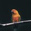 Anis Kembang Bird