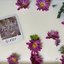 Violet - Single