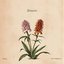 Zenzero (con Colapesce)  - Single
