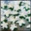 Gardenia