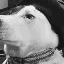 Avatar for VetlovnKK