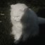In Harmony With the Felines