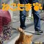 ねこたま