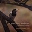 The Pied Butcherbirds of Ormiston Gorge