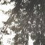 proceed (demos vol ii)