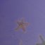 Starfish & Giant Foams