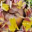 她ELLE (Elle中国版35周年新年单曲)