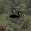 Black Swan