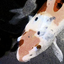 Avatar di awwkword