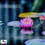 a lily floating in a pond