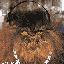 Avatar for Sunshine_Lolita