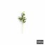 Olive Branch