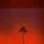 CAMINO PALMERO - Single