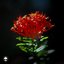 Red Salvia - Single