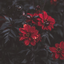 Avatar for Drea_de_Mell