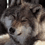 Avatar for metalelfa