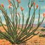Ocotillo