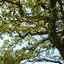 The 29th May - Oak Apple Day
