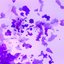 lavender pond