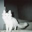 Lapin Kulta - Single