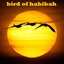 bird of habibah 3