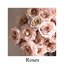 Roses - EP