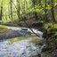 Forest Creeks