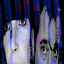 Avatar for DistractVibes