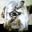 Avatar for wampa_borg