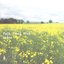 Folk Tunes From Skåne